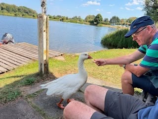 Friendly Geese 😊
